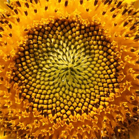 Sunny sunflowers hot summer close-up in Russia Stock Photo - Budget Royalty-Free & Subscription, Code: 400-04806276