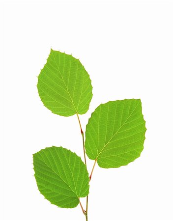 simsearch:400-05906470,k - Green leaves isolated on white Photographie de stock - Aubaine LD & Abonnement, Code: 400-04806450