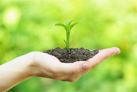 simsearch:400-04806477,k - plant in the hand on  green background Stock Photo - Budget Royalty-Free & Subscription, Code: 400-04806477