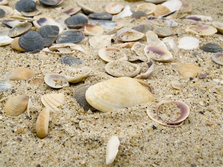 A considerable quantity of cockleshells chaotically is on sand grains of sand Stockbilder - Microstock & Abonnement, Bildnummer: 400-04806649