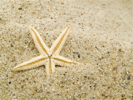 The dried up starfish lies on sand and is already a little powdered Stockbilder - Microstock & Abonnement, Bildnummer: 400-04806650