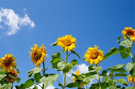 simsearch:400-06174852,k - Sunflower on the background of the sky Stock Photo - Budget Royalty-Free & Subscription, Code: 400-04806652