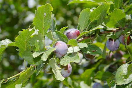 domestica - plum on tree's branch in house orchard Photographie de stock - Aubaine LD & Abonnement, Code: 400-04806653