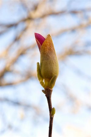 simsearch:400-05338918,k - macro of freshness magnolia bloom on sky background Foto de stock - Super Valor sin royalties y Suscripción, Código: 400-04806726