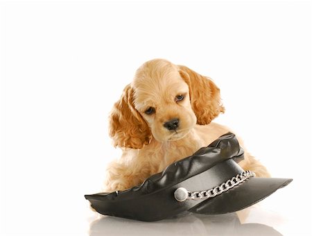 funny bikers pictures - cocker spaniel puppy laying on leather biker hat with reflection on white background Stock Photo - Budget Royalty-Free & Subscription, Code: 400-04806732