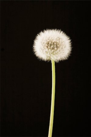 simsearch:400-04569116,k - closeup of dandelion on black background, in spring time Photographie de stock - Aubaine LD & Abonnement, Code: 400-04806742