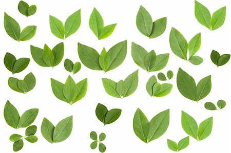 simsearch:400-06409108,k - front view of different shape leaves on white background Foto de stock - Royalty-Free Super Valor e Assinatura, Número: 400-04806776