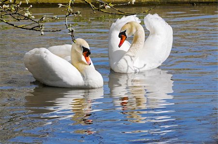 Cob and Pen courting in a pond before mating Photographie de stock - Aubaine LD & Abonnement, Code: 400-04806792