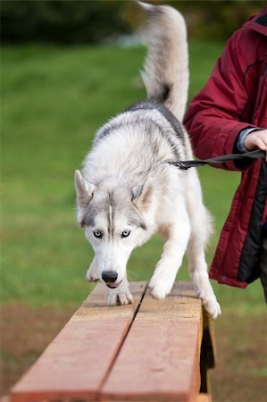 Dog breed Siberian Husky is on boards Foto de stock - Super Valor sin royalties y Suscripción, Código: 400-04806871
