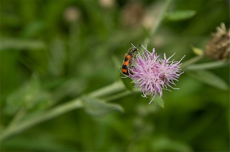 simsearch:633-01992611,k - red striped insect, pollinate on purple flower, on green nature background Stock Photo - Budget Royalty-Free & Subscription, Code: 400-04806934