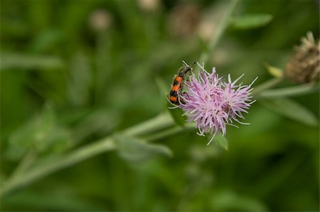 simsearch:633-01992613,k - red striped insect, pollinate on purple flower, on green nature background Photographie de stock - Aubaine LD & Abonnement, Code: 400-04806934