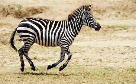 Single zebra (African Equid) running in the nature reserve in South Africa Stock Photo - Budget Royalty-Free & Subscription, Code: 400-04807150