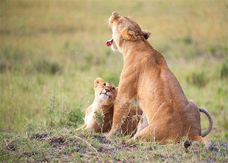 simsearch:400-04275319,k - Lion (panthera leo) cub sitting with his mother in savannah in South Africa Foto de stock - Super Valor sin royalties y Suscripción, Código: 400-04807153