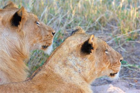 Lioness (panthera leo) and lion lying in savannah in South Africa Stock Photo - Budget Royalty-Free & Subscription, Code: 400-04807165