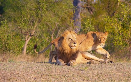 south africa and bushveld - Lion (panthera leo) and lioness in bushveld, South Africa Stock Photo - Budget Royalty-Free & Subscription, Code: 400-04807160