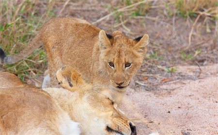 simsearch:400-04295844,k - Lion (panthera leo) cub watching his mother sleep in savannah in South Africa Fotografie stock - Microstock e Abbonamento, Codice: 400-04807162