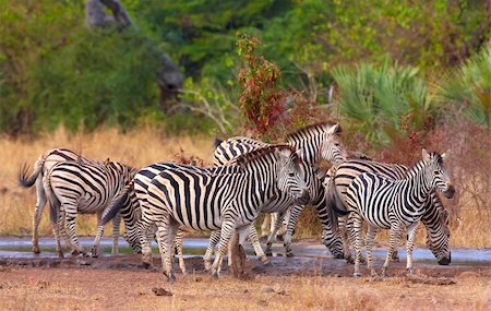 Herd of zebras (African Equids) in nature reserve in South Africa Stock Photo - Budget Royalty-Free & Subscription, Code: 400-04807174