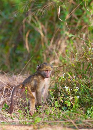 simsearch:400-05014219,k - Chacma baboon (Papio cynocephalus) baby in South Africa Foto de stock - Super Valor sin royalties y Suscripción, Código: 400-04807173
