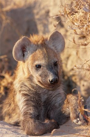 south africa and bushveld - Baby Spotted hyaena (Crocuta crocuta) lying on the ground in South Africa Stock Photo - Budget Royalty-Free & Subscription, Code: 400-04807184