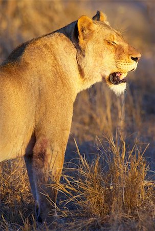 Lioness (panthera leo) standing in savannah in South Africa at sunset Stock Photo - Budget Royalty-Free & Subscription, Code: 400-04807185