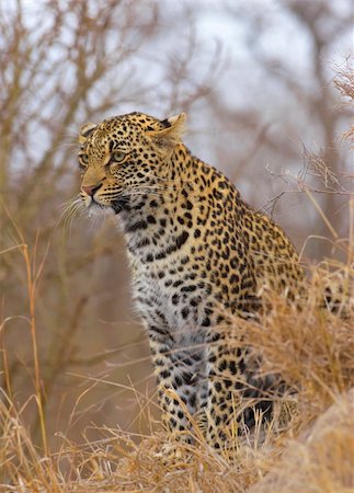 simsearch:400-04808529,k - Leopard (Panthera pardus) sitting in savannah in nature reserve in South Africa Stockbilder - Microstock & Abonnement, Bildnummer: 400-04807188