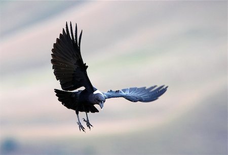 simsearch:400-04807198,k - White-necked Raven (Corvus albicollis) in flight in South Africa Stock Photo - Budget Royalty-Free & Subscription, Code: 400-04807197