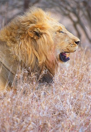 Lion (panthera leo) with scratches on his face lying in savannah in South Africa Stock Photo - Budget Royalty-Free & Subscription, Code: 400-04807191