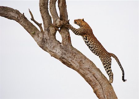 simsearch:400-04808529,k - Leopard (Panthera pardus) jumping on the tree in nature reserve in South Africa Stockbilder - Microstock & Abonnement, Bildnummer: 400-04807203