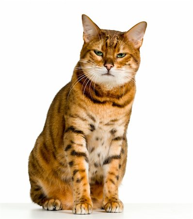 Bengal cat in orange and brown stripes like a tiger looking with angry stare at the viewer with space for advertizing and text Foto de stock - Royalty-Free Super Valor e Assinatura, Número: 400-04807544