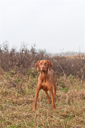 simsearch:400-04232814,k - A female Hungarian Vizsla dog stares past the photographer while standing in a field in autumn. Foto de stock - Royalty-Free Super Valor e Assinatura, Número: 400-04807552