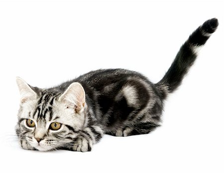 simsearch:400-06949789,k - Silver tabby british kitten hunting isolated in the white background Foto de stock - Super Valor sin royalties y Suscripción, Código: 400-04807718