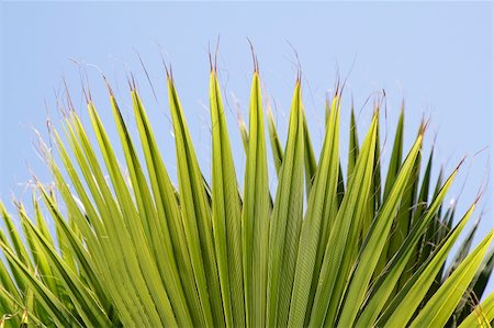 pulen (artist) - Palm leaves with blue sky as a background Stock Photo - Budget Royalty-Free & Subscription, Code: 400-04807725