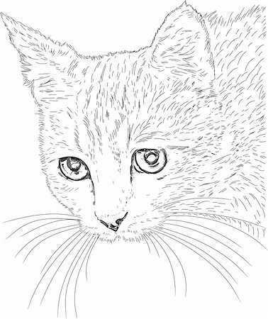 Cat drawing vector Foto de stock - Royalty-Free Super Valor e Assinatura, Número: 400-04807879