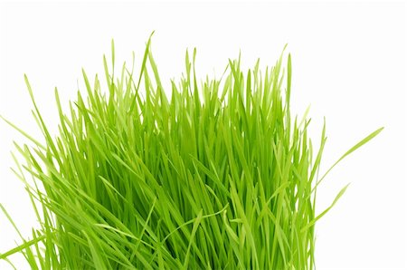 simsearch:400-05132684,k - green grass Isolated  on a white background Stockbilder - Microstock & Abonnement, Bildnummer: 400-04807940