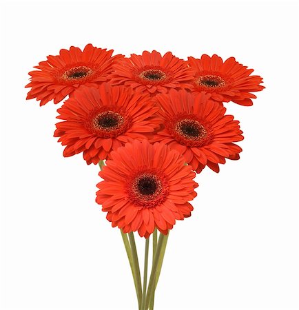 simsearch:400-05369226,k - bouquet of red flowers (african daisy) Stock Photo - Budget Royalty-Free & Subscription, Code: 400-04808106