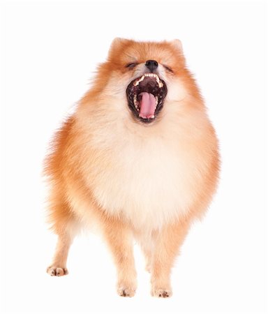 simsearch:400-04375156,k - Pomeranian dog isolated on a white background Stock Photo - Budget Royalty-Free & Subscription, Code: 400-04808118