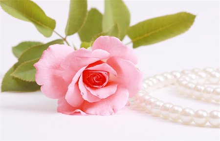 simsearch:630-01492287,k - Pink rose with pearls necklace Foto de stock - Royalty-Free Super Valor e Assinatura, Número: 400-04808498