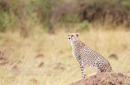 simsearch:400-05305125,k - Cheetah (Acinonyx jubatus) watching out for prey in savannah in South Africa Stock Photo - Budget Royalty-Free & Subscription, Code: 400-04808509