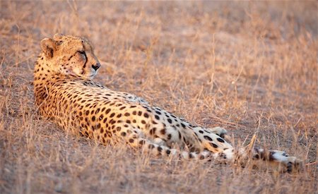 Cheetah (Acinonyx jubatus) lying in savannah in South Africa Stock Photo - Budget Royalty-Free & Subscription, Code: 400-04808526