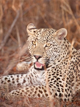 simsearch:400-04808529,k - Leopard (Panthera pardus) resting in savannah in nature reserve in South Africa Stockbilder - Microstock & Abonnement, Bildnummer: 400-04808527