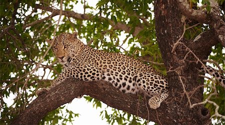 simsearch:400-04295912,k - Leopard (Panthera pardus) lying on the tree in nature reserve in South Africa Foto de stock - Super Valor sin royalties y Suscripción, Código: 400-04808528