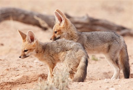 Alert Black-backed baby Jackals (Canis mesomelas) in South Africa Stock Photo - Budget Royalty-Free & Subscription, Code: 400-04808535