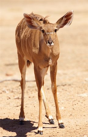 simsearch:400-04521116,k - Single Kudu (Tragelaphus Strepsiceros) standing in the nature reserve in South Africa Stock Photo - Budget Royalty-Free & Subscription, Code: 400-04808539