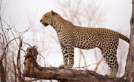 simsearch:400-04808529,k - Leopard (Panthera pardus) standing alert on the tree in nature reserve in South Africa Stockbilder - Microstock & Abonnement, Bildnummer: 400-04808531