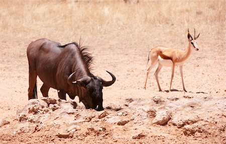 desert pool - Blue wildebeest (Connochaetes taurinus) and Springbok (Antidorcas marsupialis) standing in savannah in South Africa Stock Photo - Budget Royalty-Free & Subscription, Code: 400-04808545