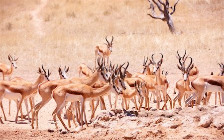 south africa game reserve antelope - Large herd of Springbok (Antidorcas marsupialis) standing in the nature reserve in South Africa Stock Photo - Budget Royalty-Free & Subscription, Code: 400-04808546