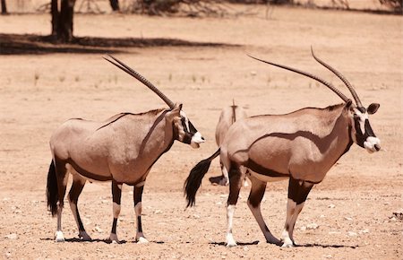 simsearch:400-04974511,k - Group of wild Gemsbok (Oryx Gazella) standing in the nature reserve in South Africa Stock Photo - Budget Royalty-Free & Subscription, Code: 400-04808542