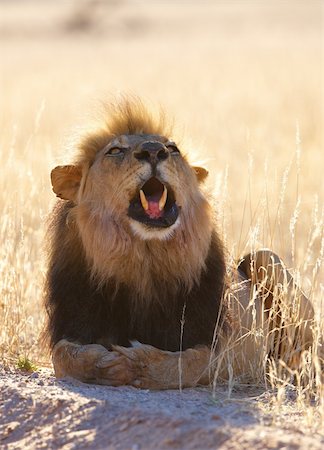 Lion (panthera leo) roaring in savannah in South Africa Stock Photo - Budget Royalty-Free & Subscription, Code: 400-04808543