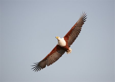 simsearch:400-06766475,k - African Fish Eagle (Haliaeetus vocifer) in flight in Botswana Fotografie stock - Microstock e Abbonamento, Codice: 400-04808553
