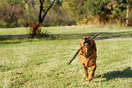 simsearch:400-05315872,k - golden retriever dog outdoor with stick in teeth Stockbilder - Microstock & Abonnement, Bildnummer: 400-04808983